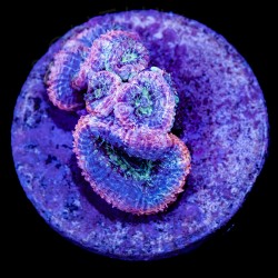 Alien Eye Micromussa - WYSIWYG Alien Eye Micromussa - WYSIWYG