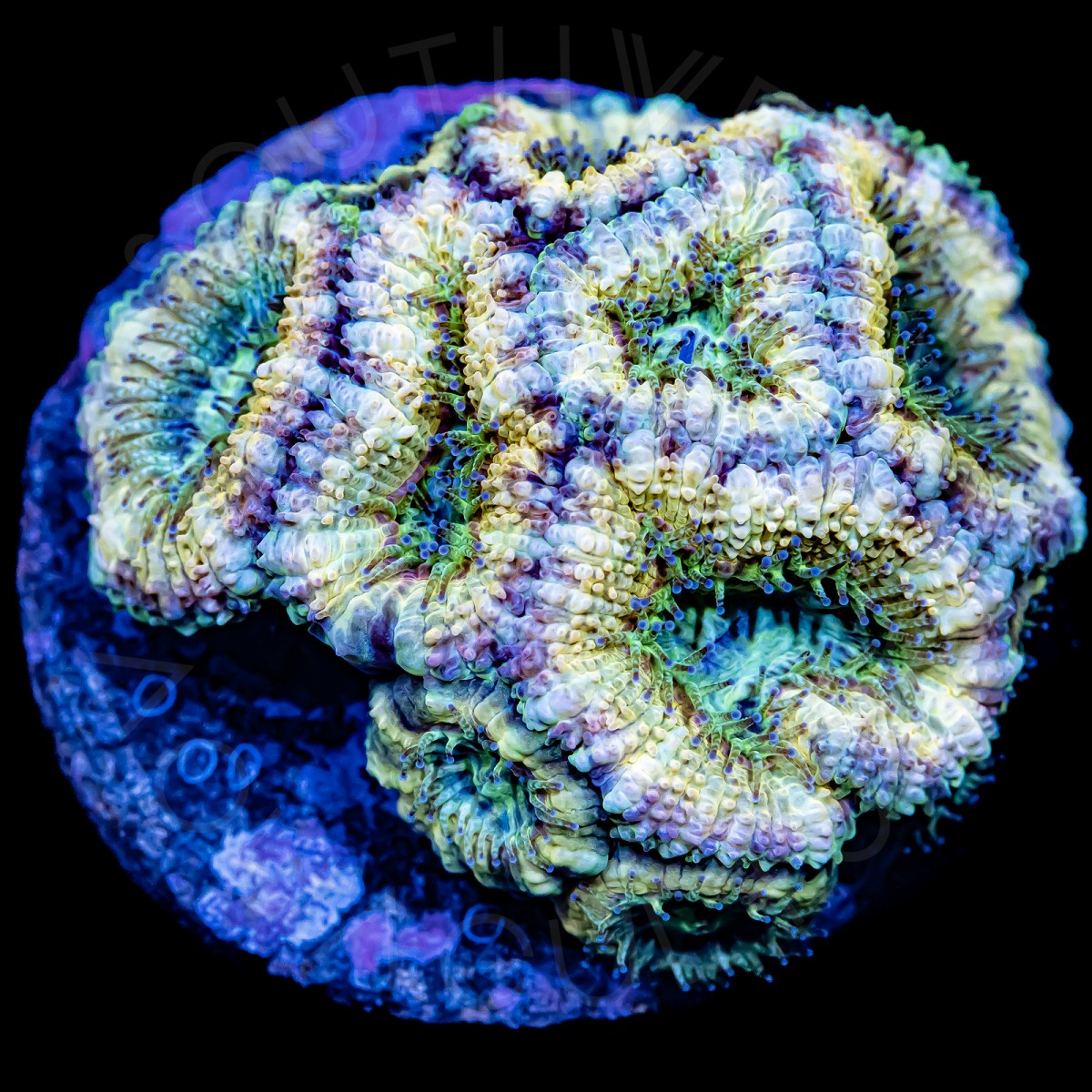 Banana Split Micromussa - WYSIWYG Banana Split Micromussa - WYSIWYG