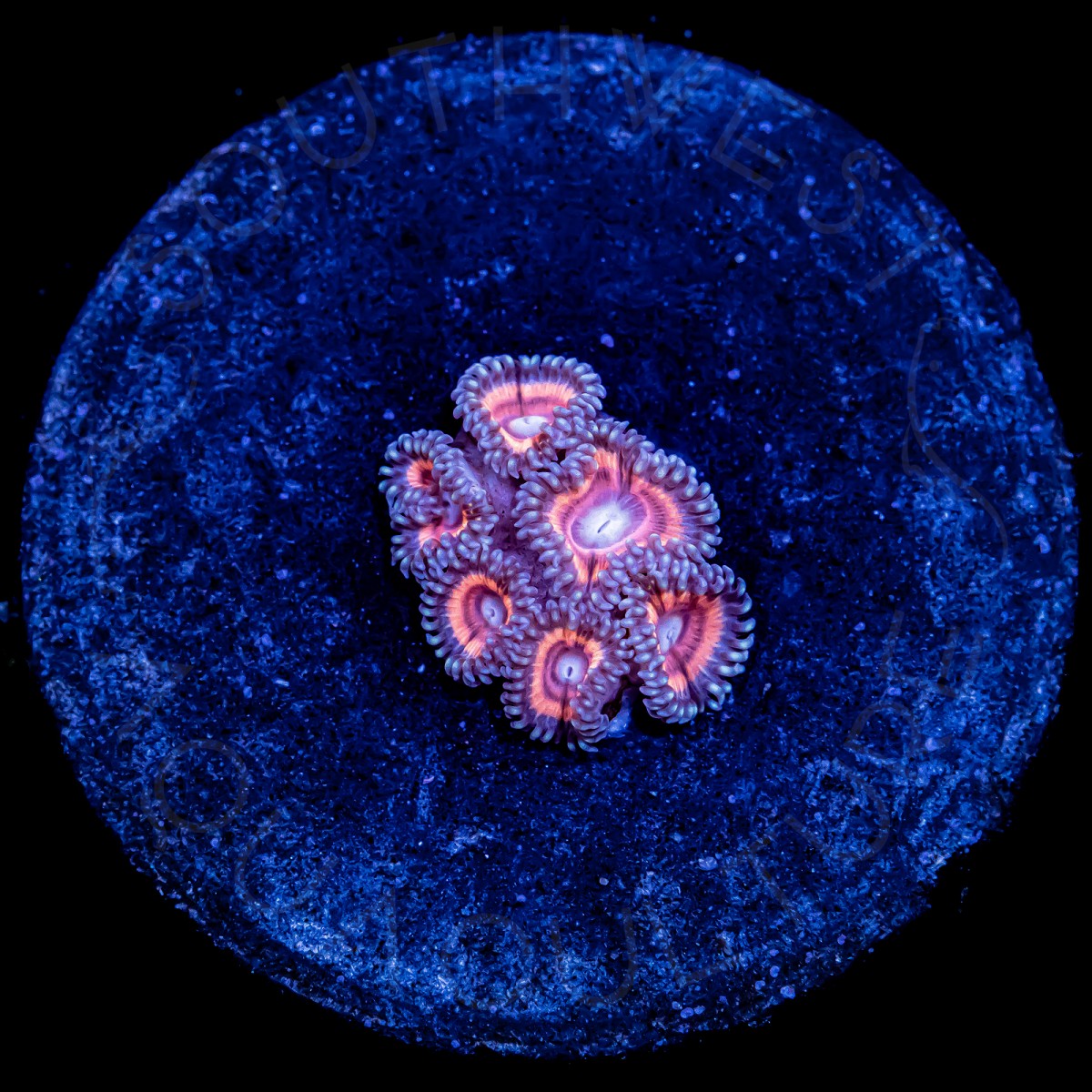 Pink Limonada Palys - WYSIWYG Pink Limonada Palys - WYSIWYG