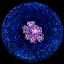 Pink Limonada Palys - WYSIWYG Pink Limonada Palys - WYSIWYG