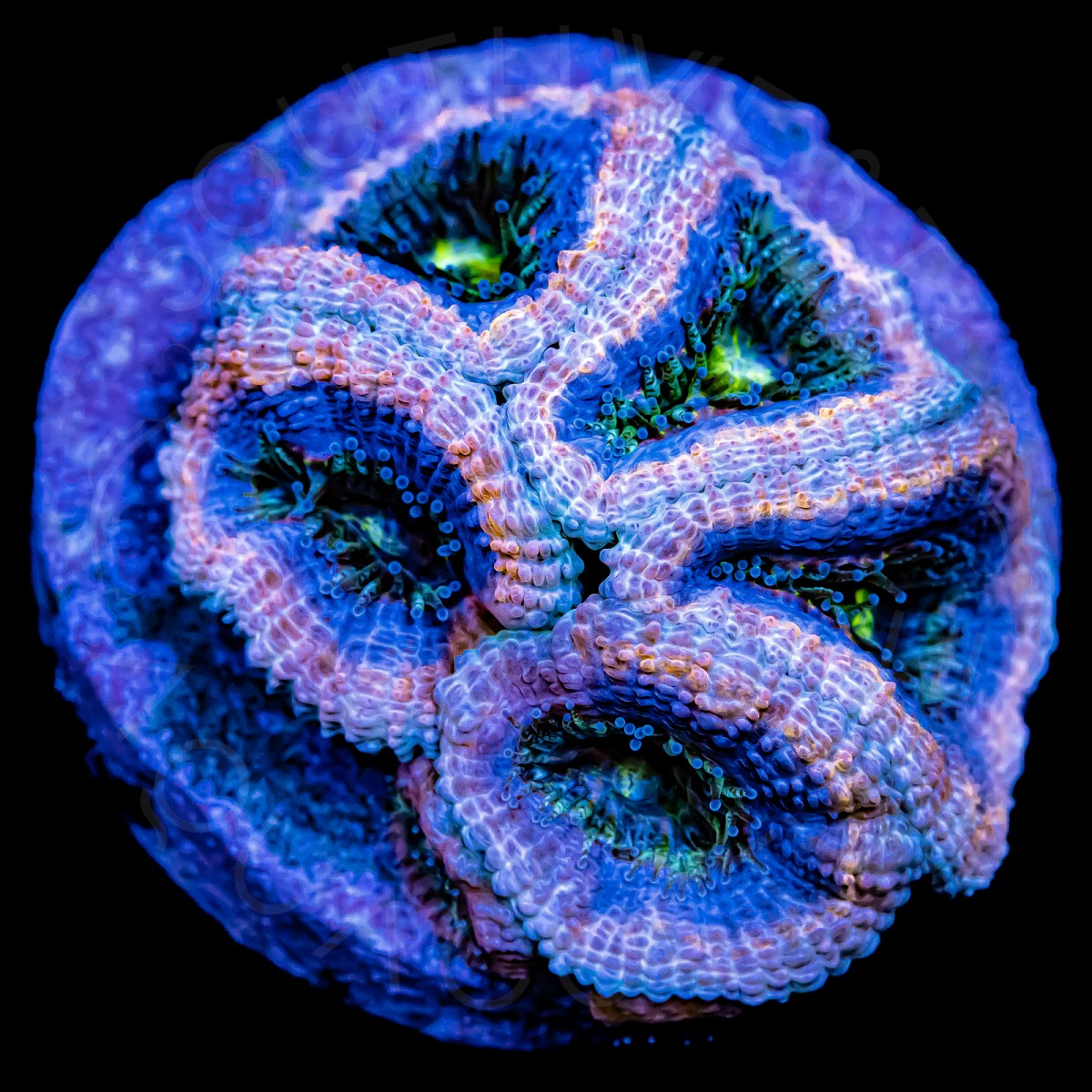 Alien Eye Micromussa - WYSIWYG Alien Eye Micromussa - WYSIWYG