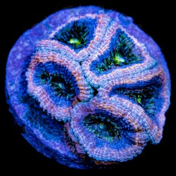 Alien Eye Micromussa - WYSIWYG Alien Eye Micromussa - WYSIWYG