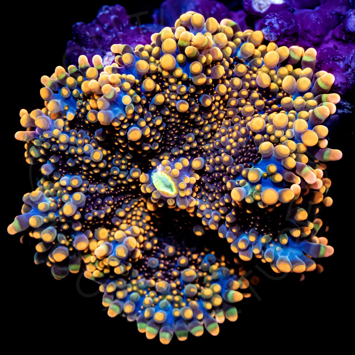 Blue & Gold Yuma - WYSIWYG Blue & Gold Yuma - WYSIWYG